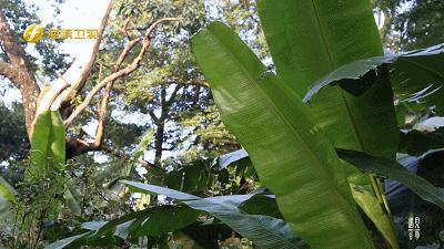 中国绿色村庄（洋畲村），不知道的以为自己误闯欧洲小镇