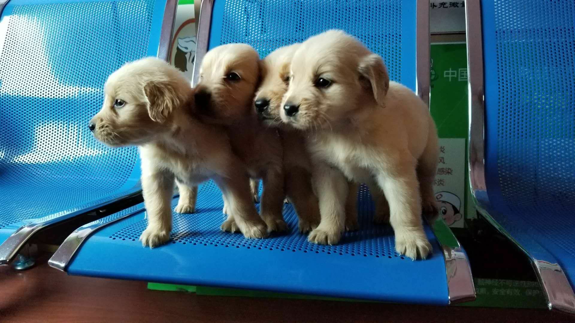 怎么保护金毛幼犬肠胃健康,金毛狗得肠胃病该怎么照顾