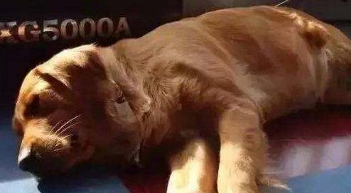 18岁老狗临终前最后一件事,10岁老狗救小主人