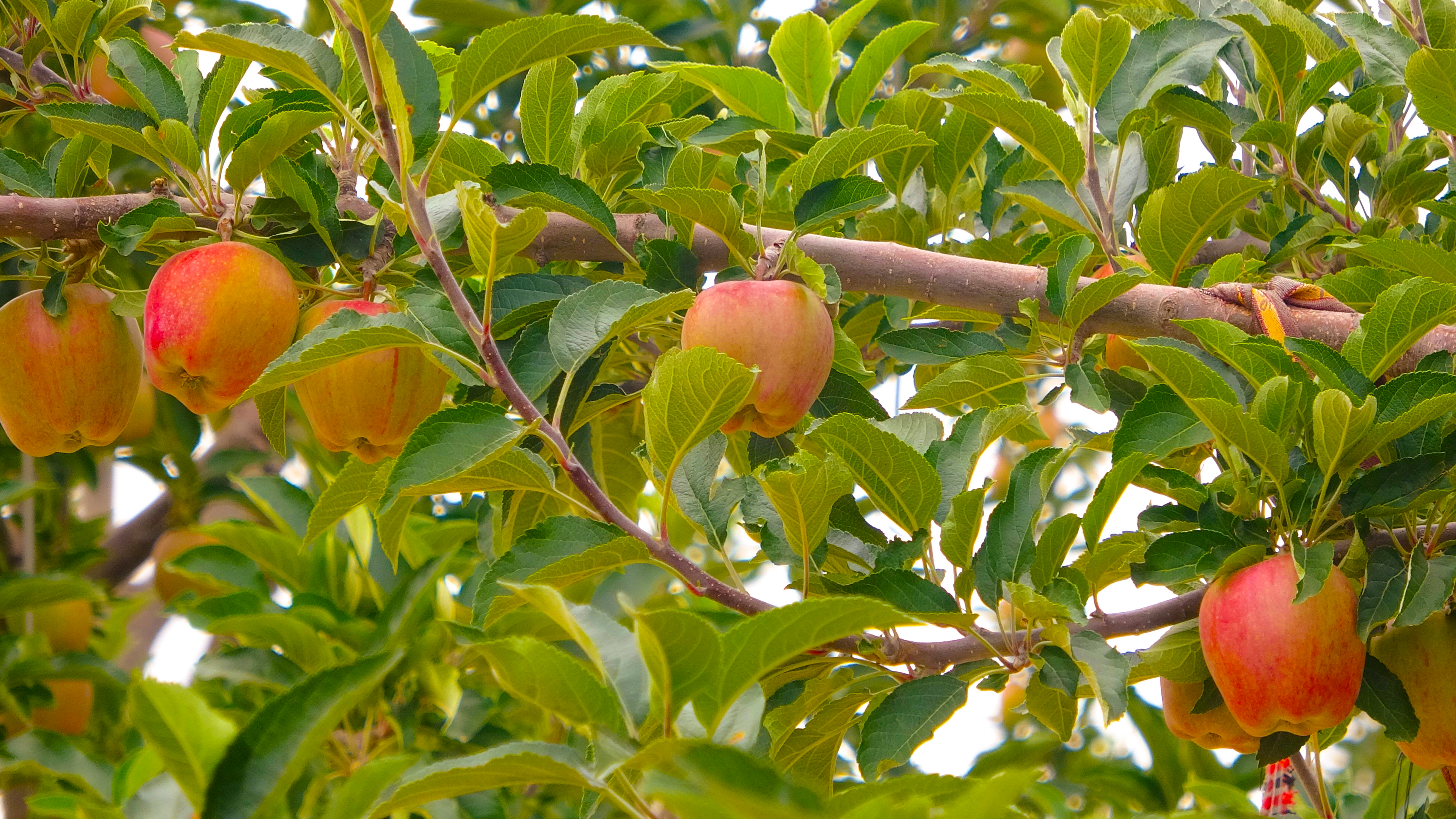 兰州西固环盛生态园,西固环盛生态园