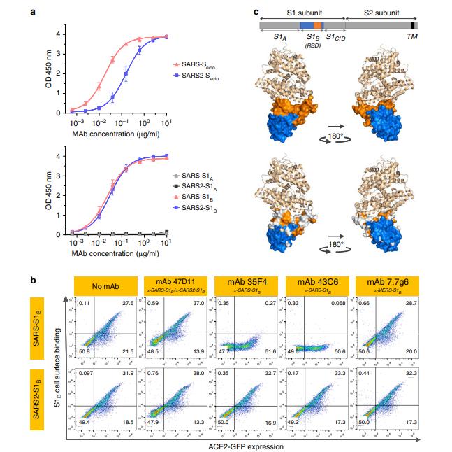 科学家造出新冠病毒抗体,中国科学家研究新冠病毒新抗体