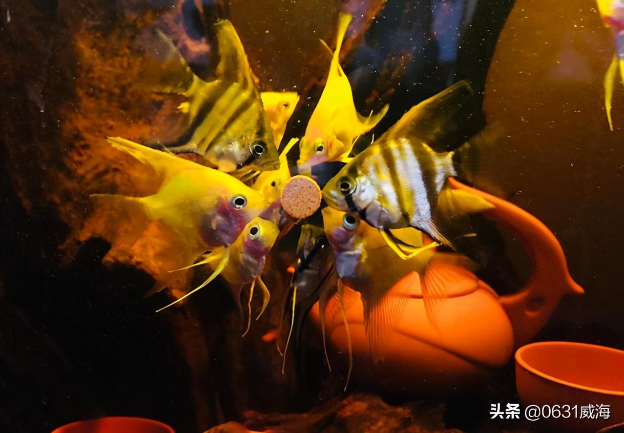 沉木水草缸如何解决黄水,水草缸的黄水可以用什么过滤