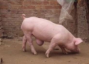 想养猪买不到小猪咋办,母猪养猪技巧和方法最新