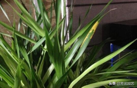 龙血树上方叶尖发黄干枯什么原因,宽叶龙血树叶尖干枯怎么救