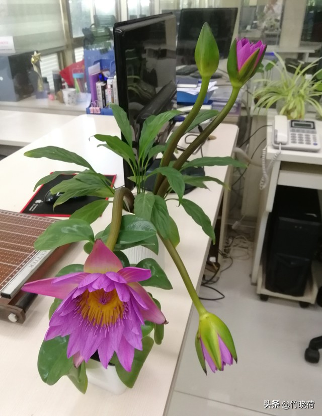 适合盆栽养的睡莲,睡莲的养花技巧