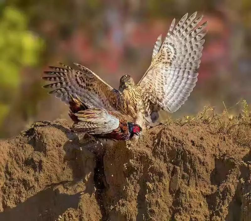 天空霸主鹰傲天,天空霸主