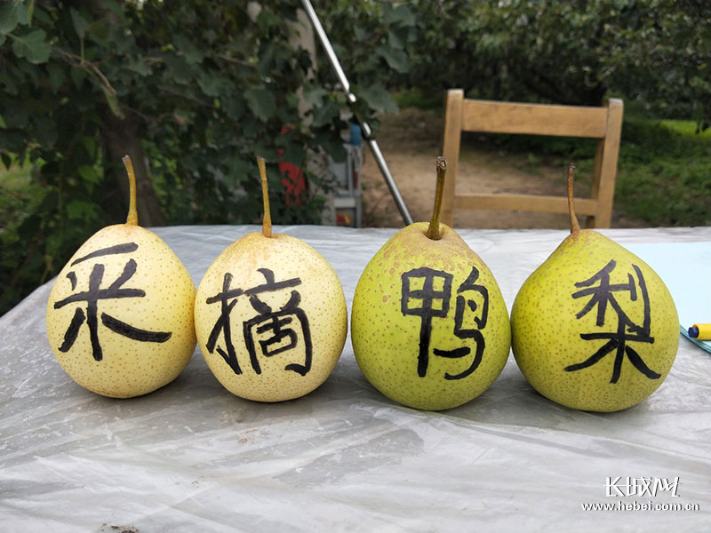 河北晋州特级甜鸭梨,河北百年老梨树鸭梨