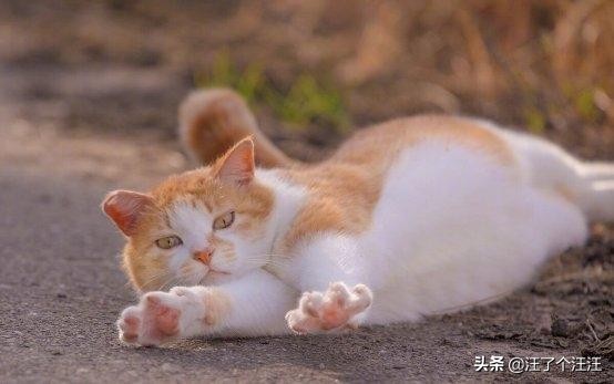 伟嘉幼猫猫粮推荐排行榜,猫粮伟嘉测评