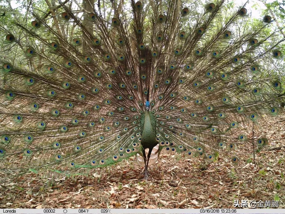 为什么云南女人长相好看,云南真的很漂亮吗