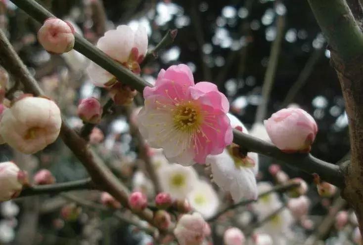 这些梅花真是美不胜收,所有梅花类型