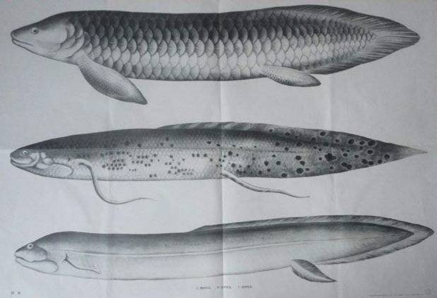 单鳃呼吸的鱼可以怎么救,鱼是用鳃呼吸的鳃的主要部分是