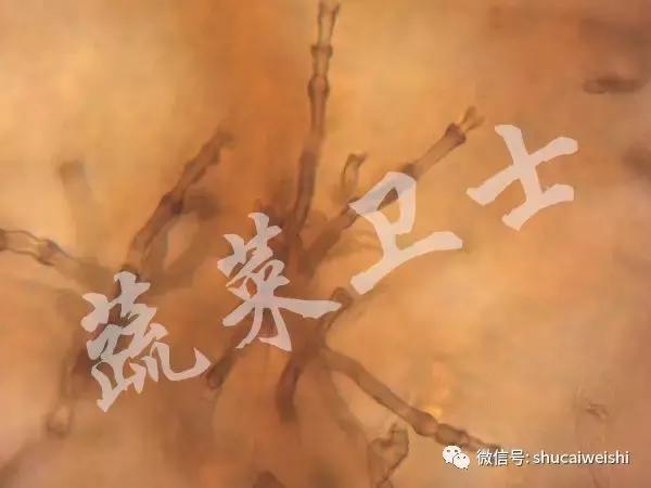 番茄灰叶斑病的图片,番茄灰叶斑病用春雷霉素治吗