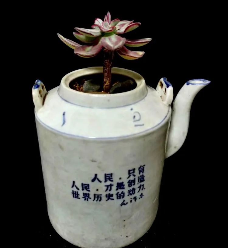 一盆仙人掌和一盆月季的故事,一个多肉的故事