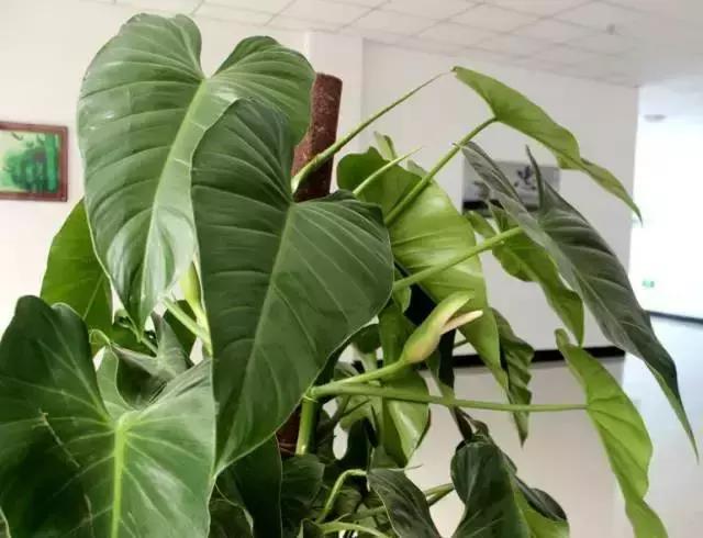 大叶绿萝养护方法及注意事项,大叶绿萝柱浇完水第二天就黄叶