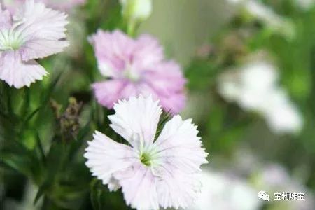 初美优选樊莉莉：相思红豆