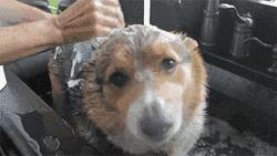 南方人洗澡不搓澡没有泥吗,南方人洗澡不搓澡身上有灰吗