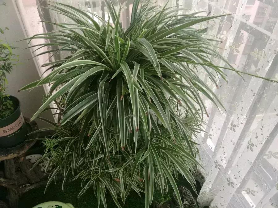 吊兰怎么养护会出枝条,吊兰长出很长的枝来怎么养护