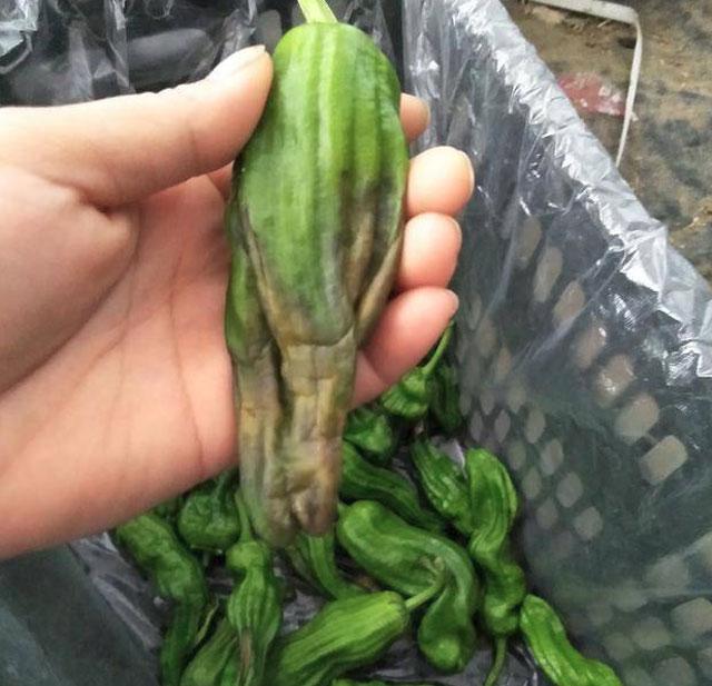 三农辣椒种植四忌要牢记,辣椒用药防治病害时间表