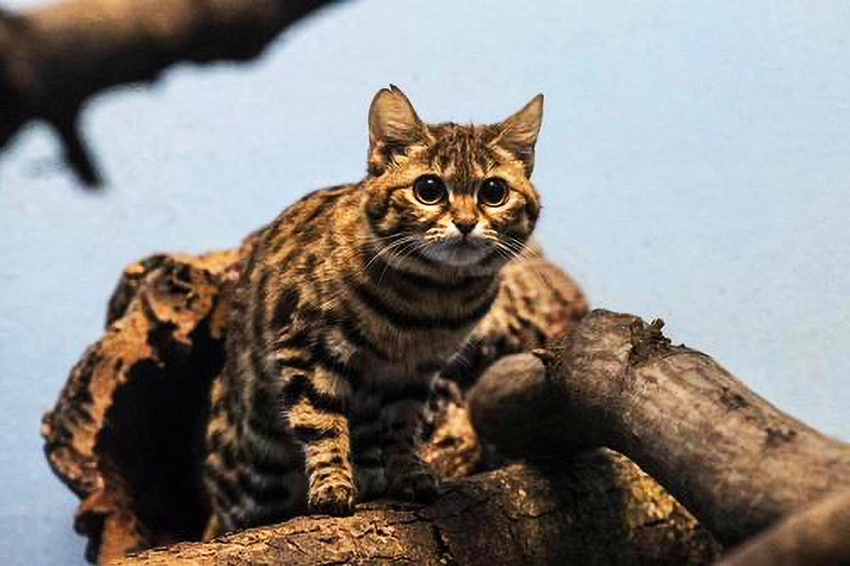 非洲最小的猫，猫科捕猎效率最高的“杀戮机器”，被全世界禁养