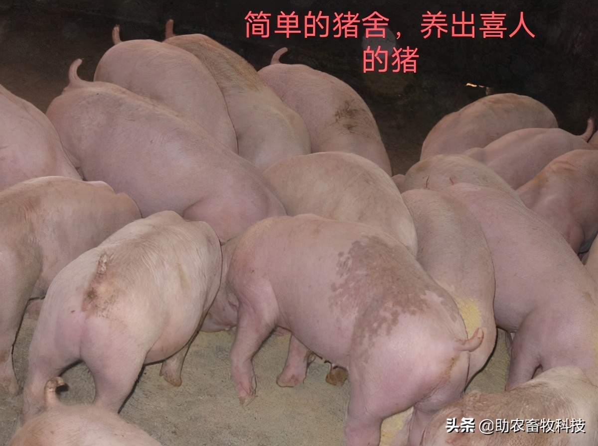 广西南宁养猪场,广西中草药养猪