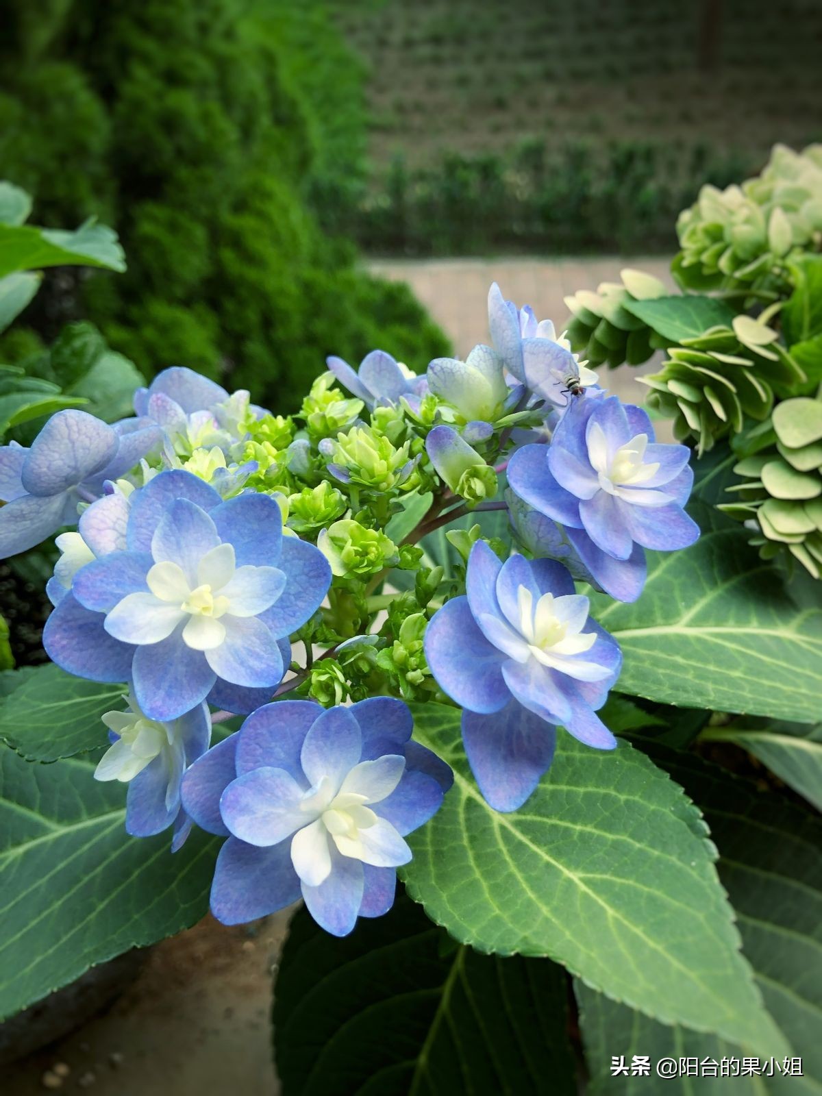 一年四季开花的绣球名字,6个颜色的绣球一起种