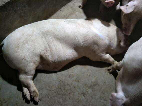 猪精神不振喜卧不吃食该用什么药,猪体温正常精神沉郁不吃食怎么办