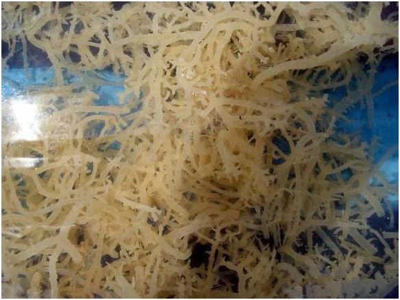 看图识海鲜，这些水产海鲜你都认识吗？