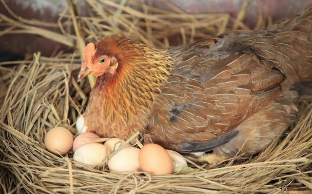 鸡产薄壳蛋的原因及防治办法,鸡下软壳蛋是什么原因应如何防治