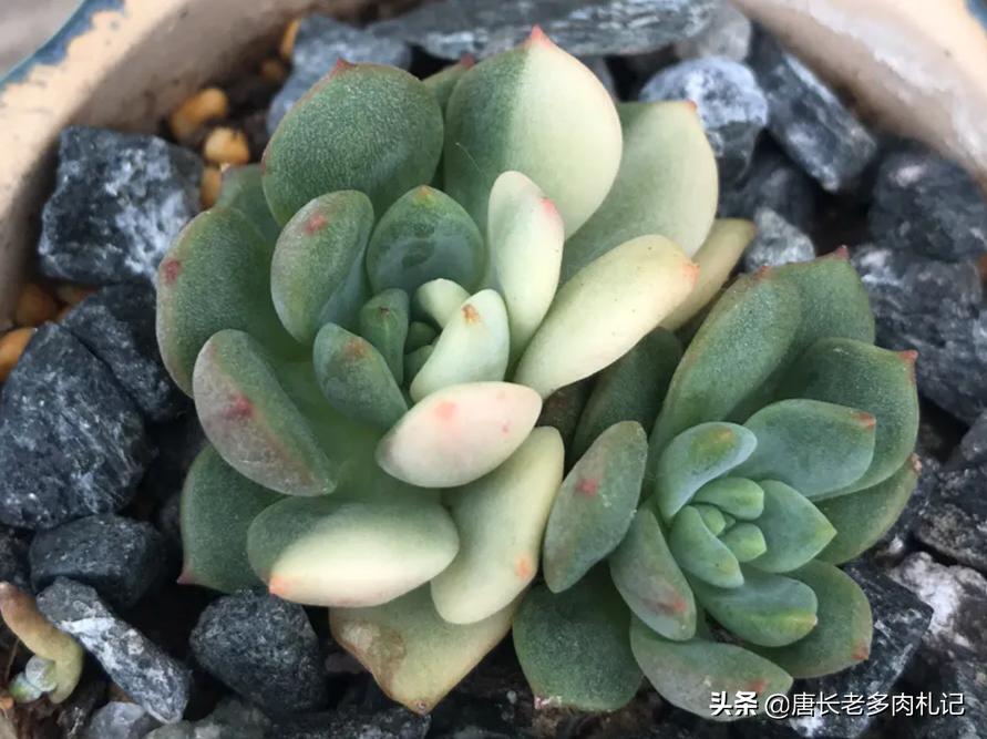 出锦的多肉需要晒吗,出锦的多肉