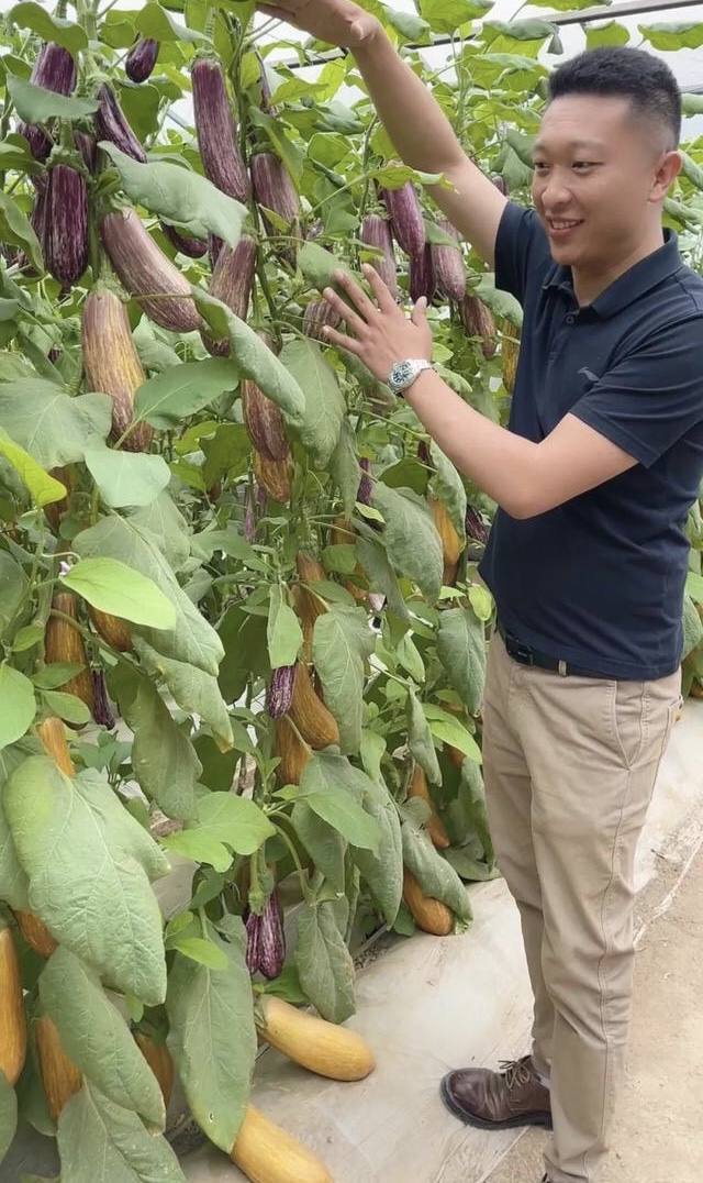 大学生回村种菜一年几百万,厌倦了打工的生活回村种菜养牛