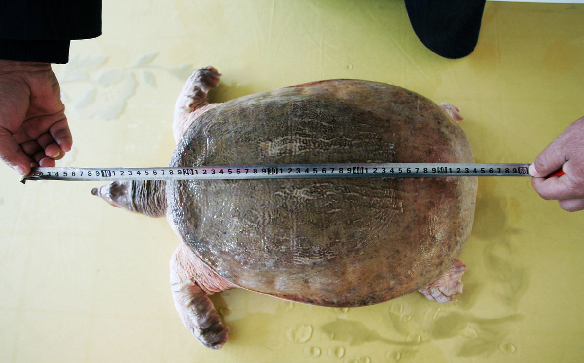 农村过去常见的甲鱼,现在都去哪里了?