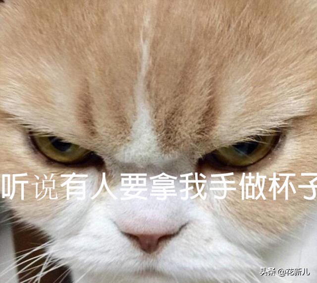 猫爪杯智商 (猫爪杯是不是智商税)