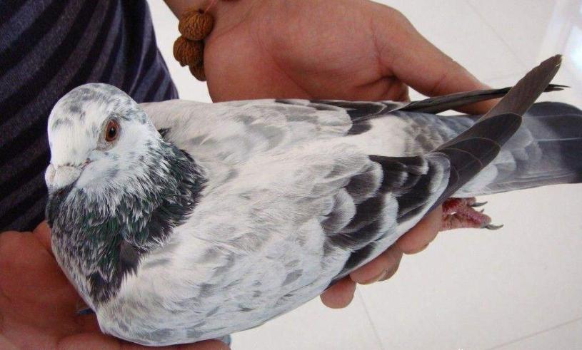 秋季地方赛下窝幼鸽如何挑选,比赛鸽子新手怎样喂养