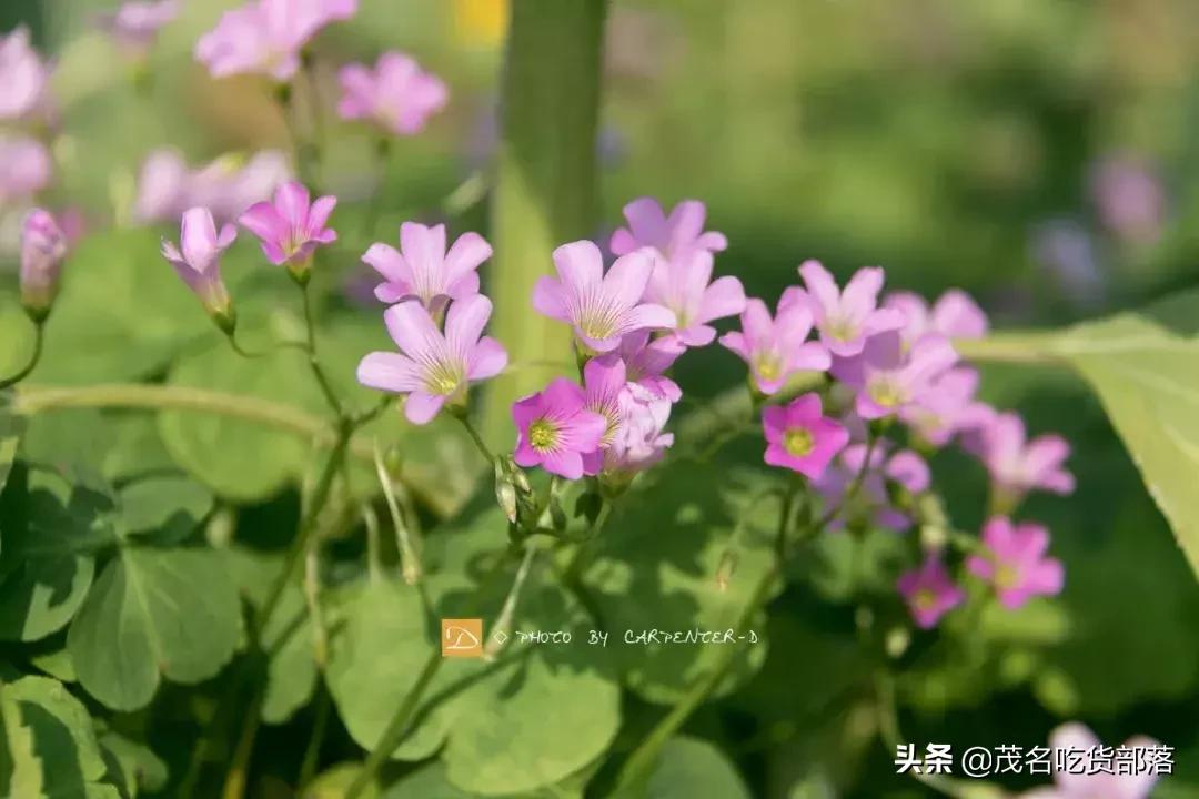 茂名这座城市被誉为什么城,茂名是一座怎样的城市