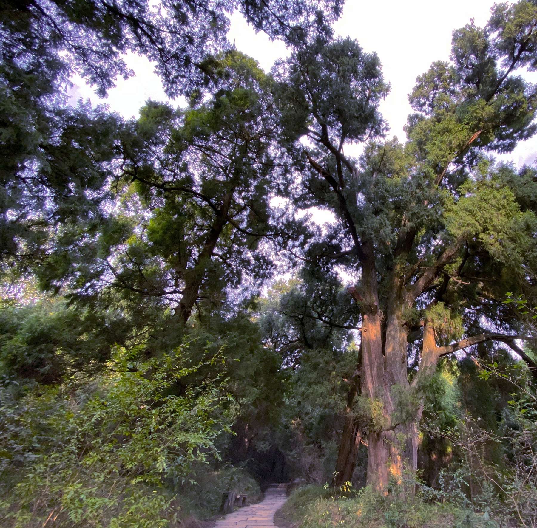 徒步峨眉山清音阁一线天风景,成都周边最美山峰徒步