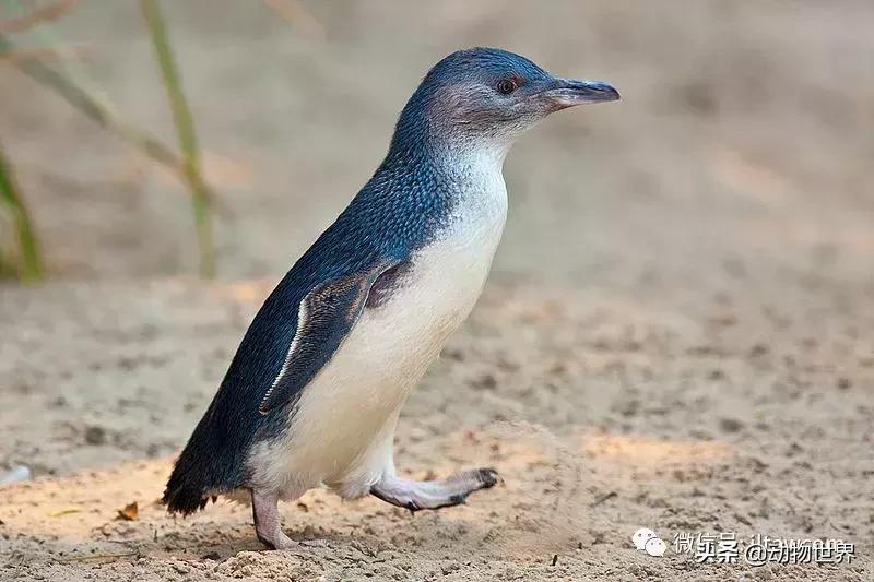 企鹅没有毛还能生活在北极,企鹅没有冰能生活吗