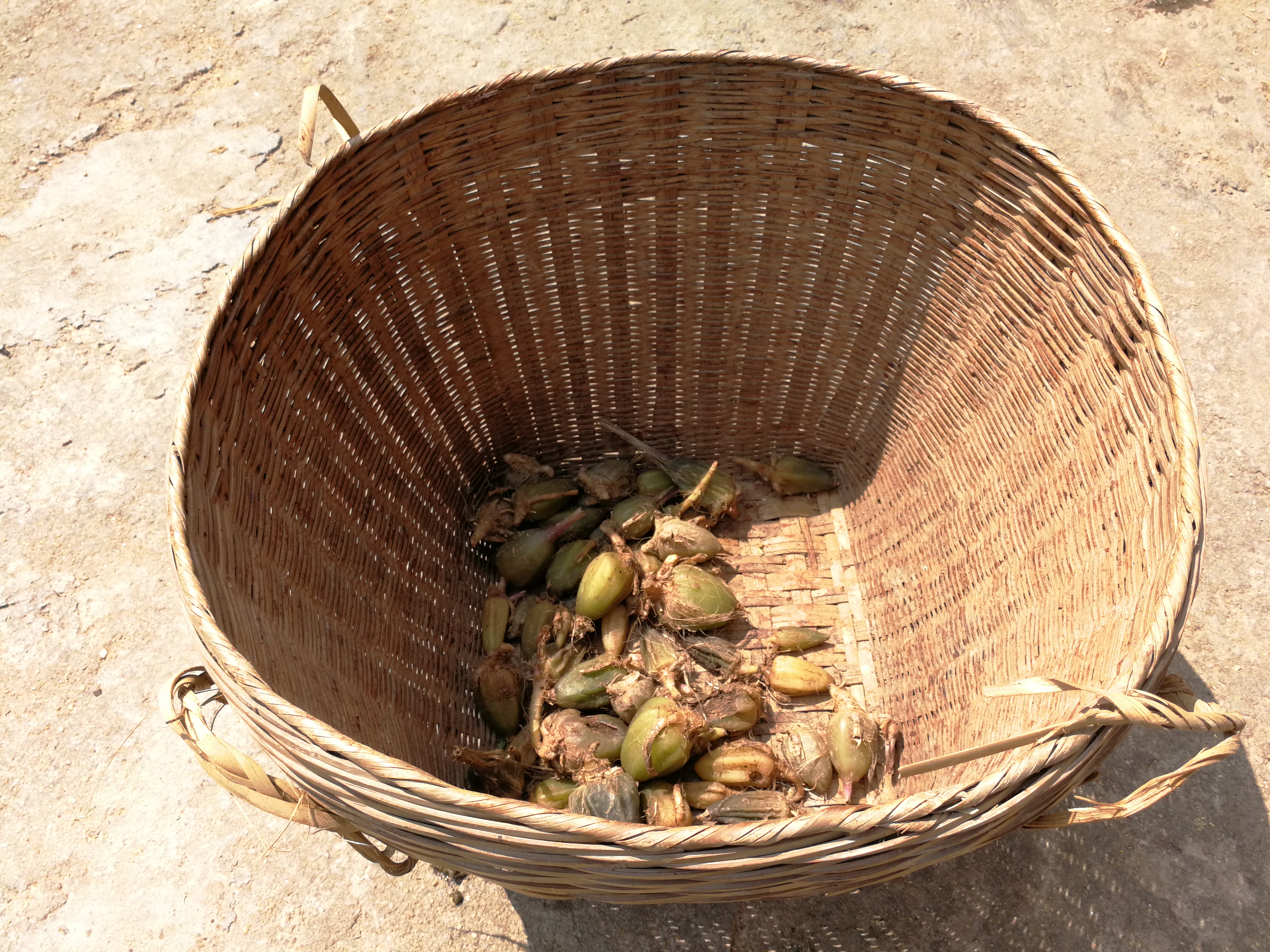 肇庆广宁荷木有个草药通，对着《本草纲目》识别药材