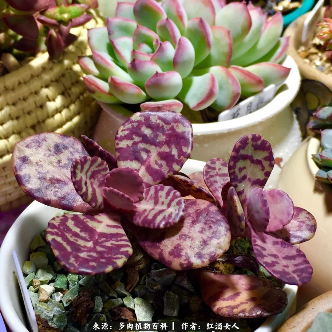 记录走过的美景留下美好的回忆,记录走过的每一段美好时光