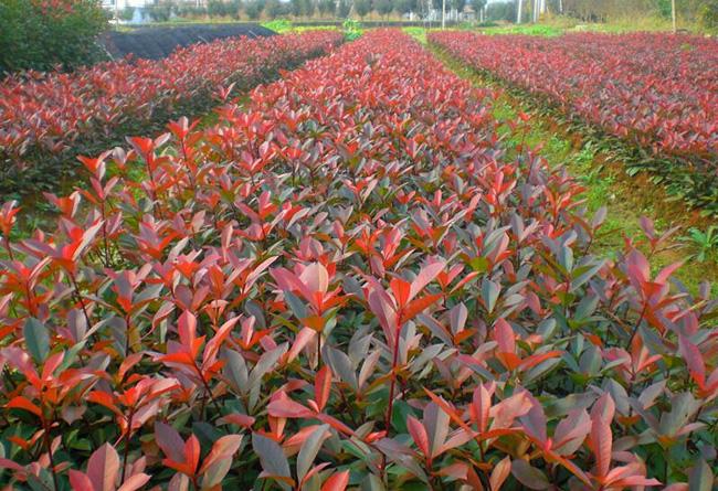 高杆红叶石楠树,清幽红叶石楠