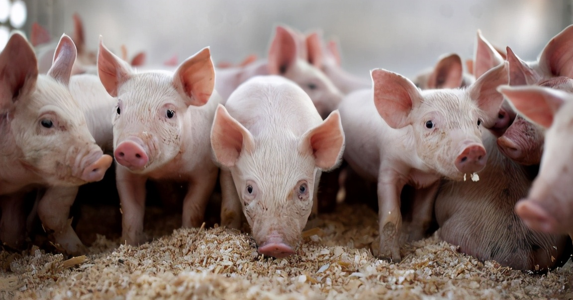 猪身上最好吃的竟是这三块肉,猪身上最有营养的一块肉