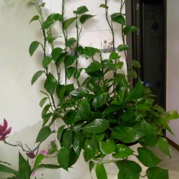 别再养绿萝,不要再种绿萝了插上就能活