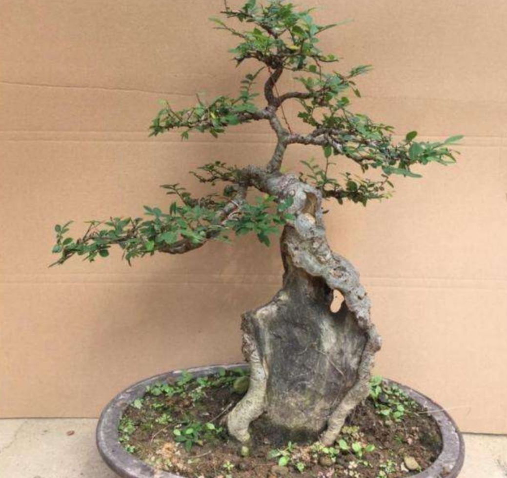 山上适合做盆景的树,山上有什么树做盆景