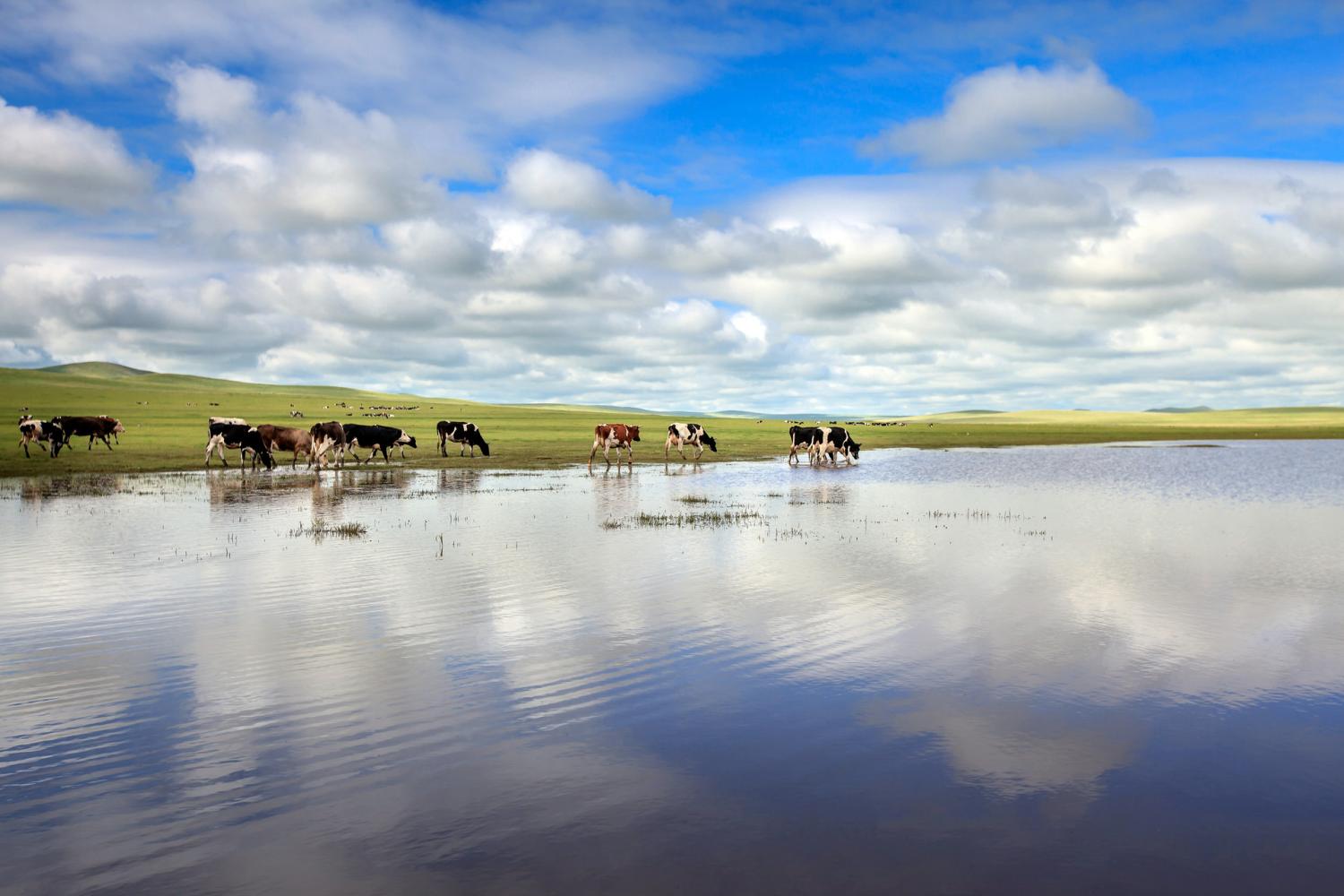 风吹草低见牛羊的呼伦贝尔大草原,风吹草低见牛羊大草原的视频