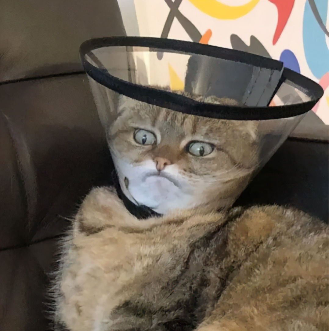 给猫戴上脖圈之后很低落,为什么给猫戴上猫圈就安静了