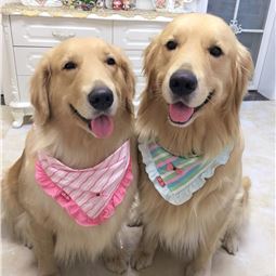 2018年抖音最火的人是谁,2018年抖音最火的几位明星