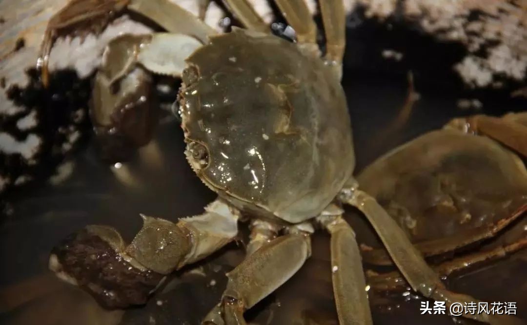 家乡印象海鲜,家乡味道舌尖上的美食