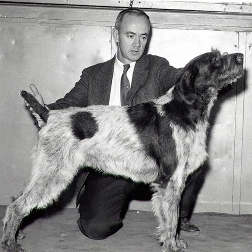 德国短毛波音达有没有纯黑色的,德国短毛波音达凶狠吗