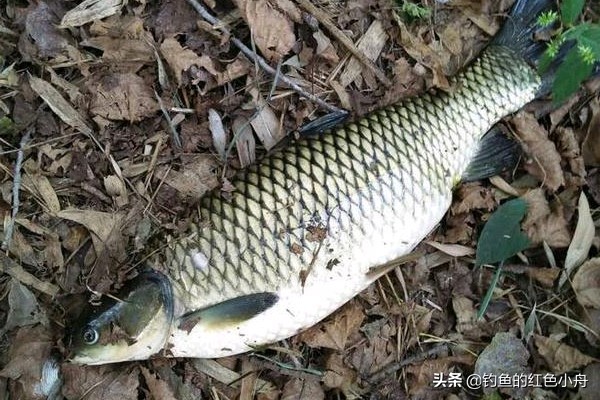 韭菜直接挂钩钓草鱼的方法,钓鱼怎么快速聚窝