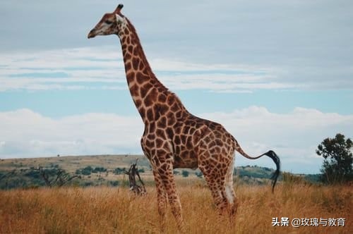 常见动物英语正确发音,常见动物英语单词跟读幼儿