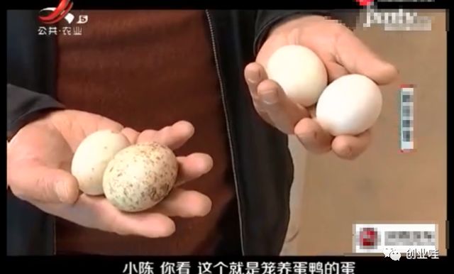 笼养鸭与散养鸭的优缺点,笼养鸭和笼养鸡